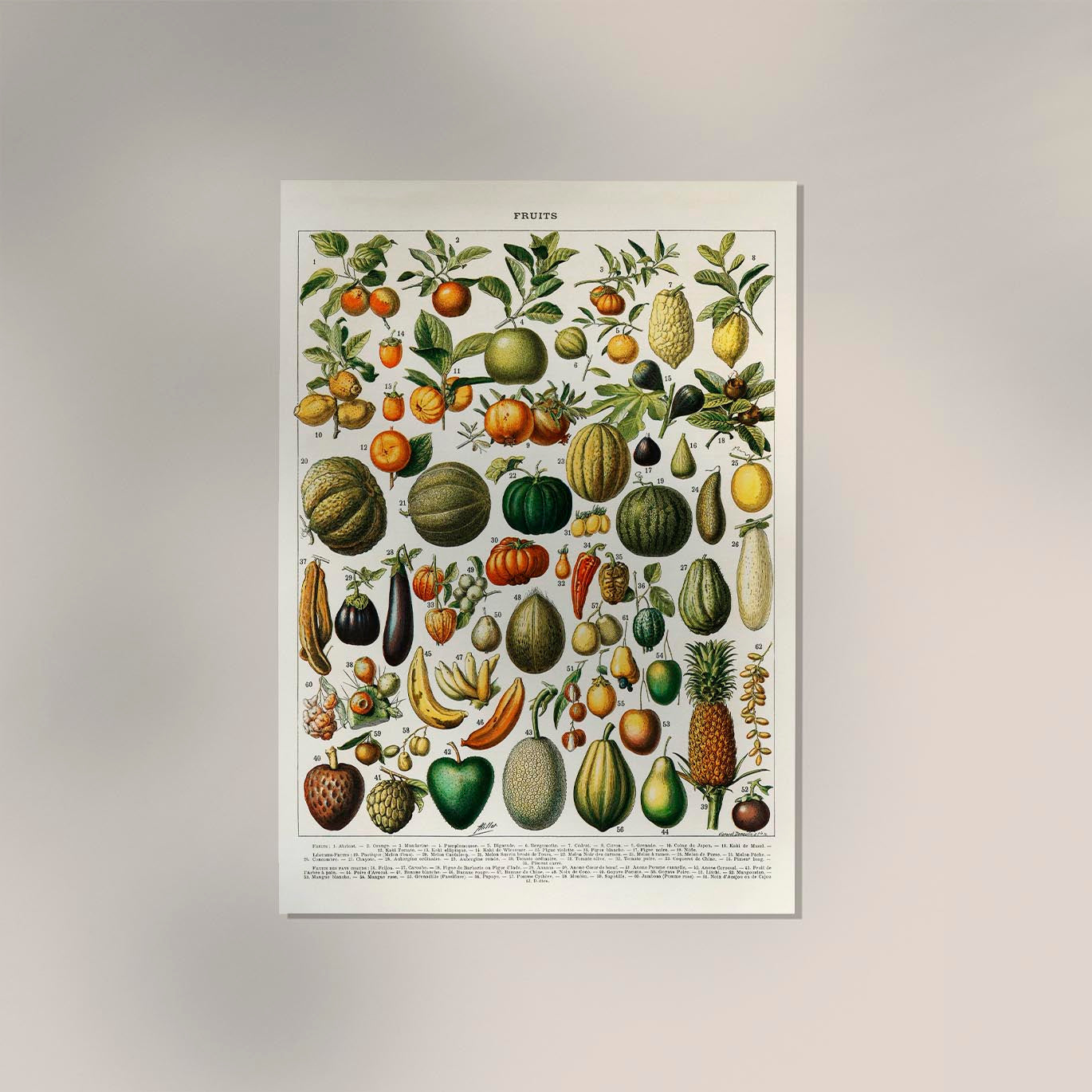 Fruits And Legumes Antique Chart by Adolphe Millot Poster