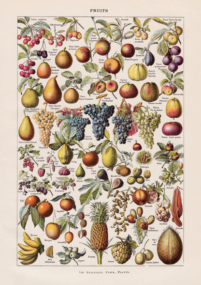 Vintage Fruits Chart by Adolphe Millot