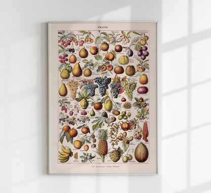 Vintage Fruits Chart by Adolphe Millot