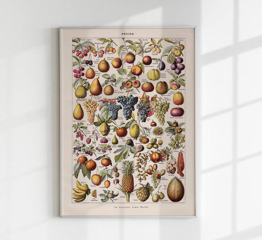 Vintage Fruits Chart by Adolphe Millot