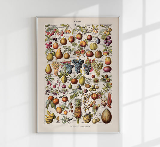 Vintage Fruits Chart by Adolphe Millot