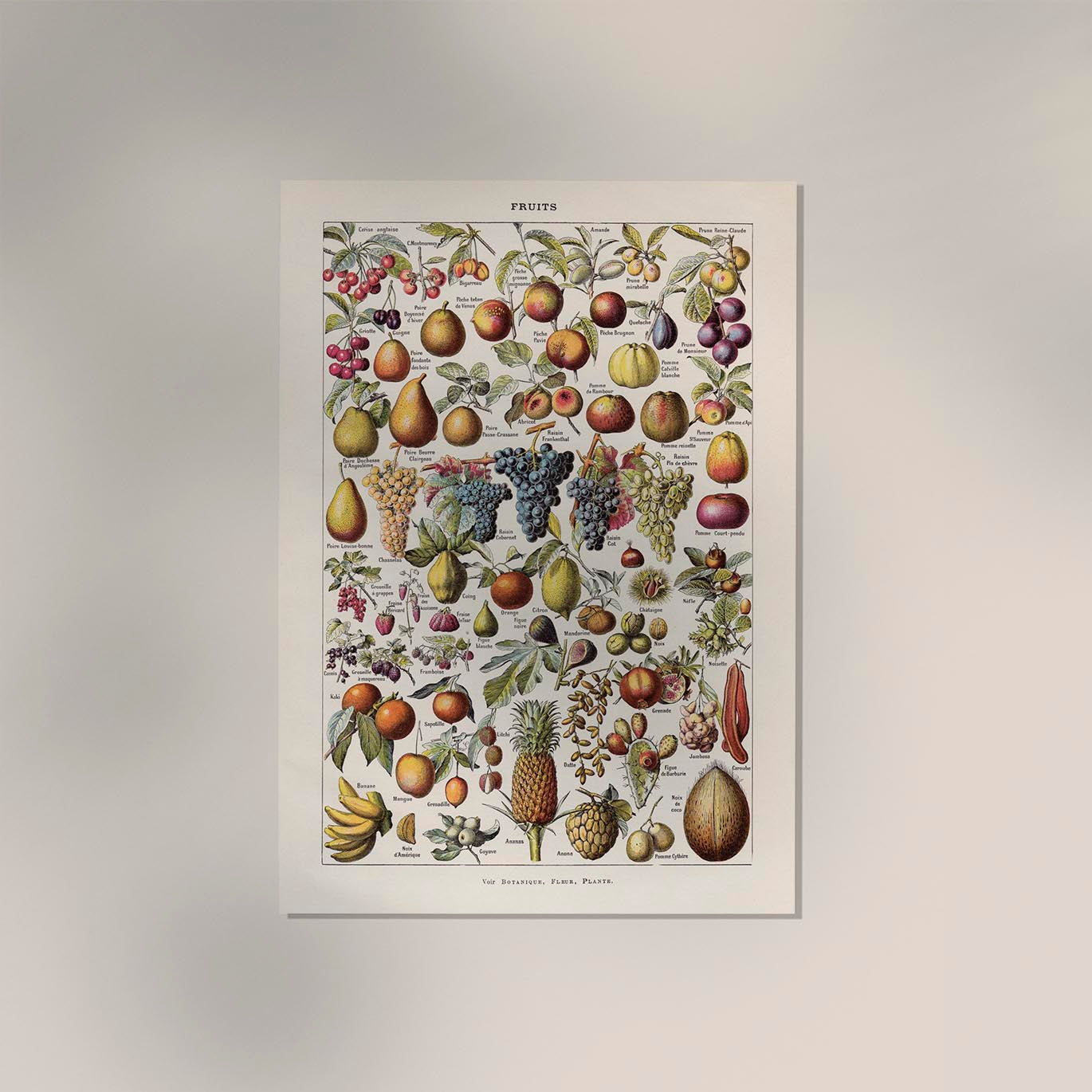 Vintage Fruits Chart by Adolphe Millot