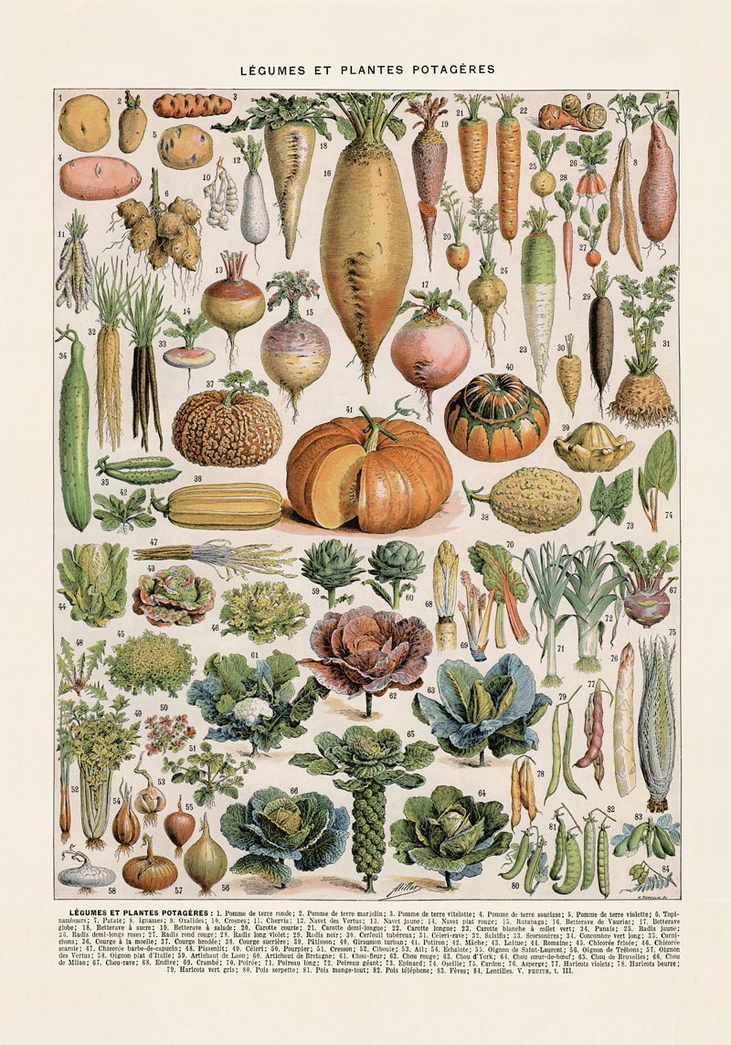 Légumes et Plantes Potagères Poster