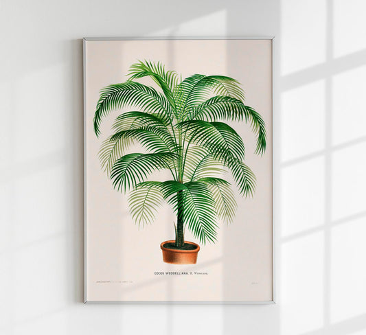 Coco Weddelliana Palm Tree Poster