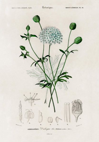 Didiscus Plant Poster