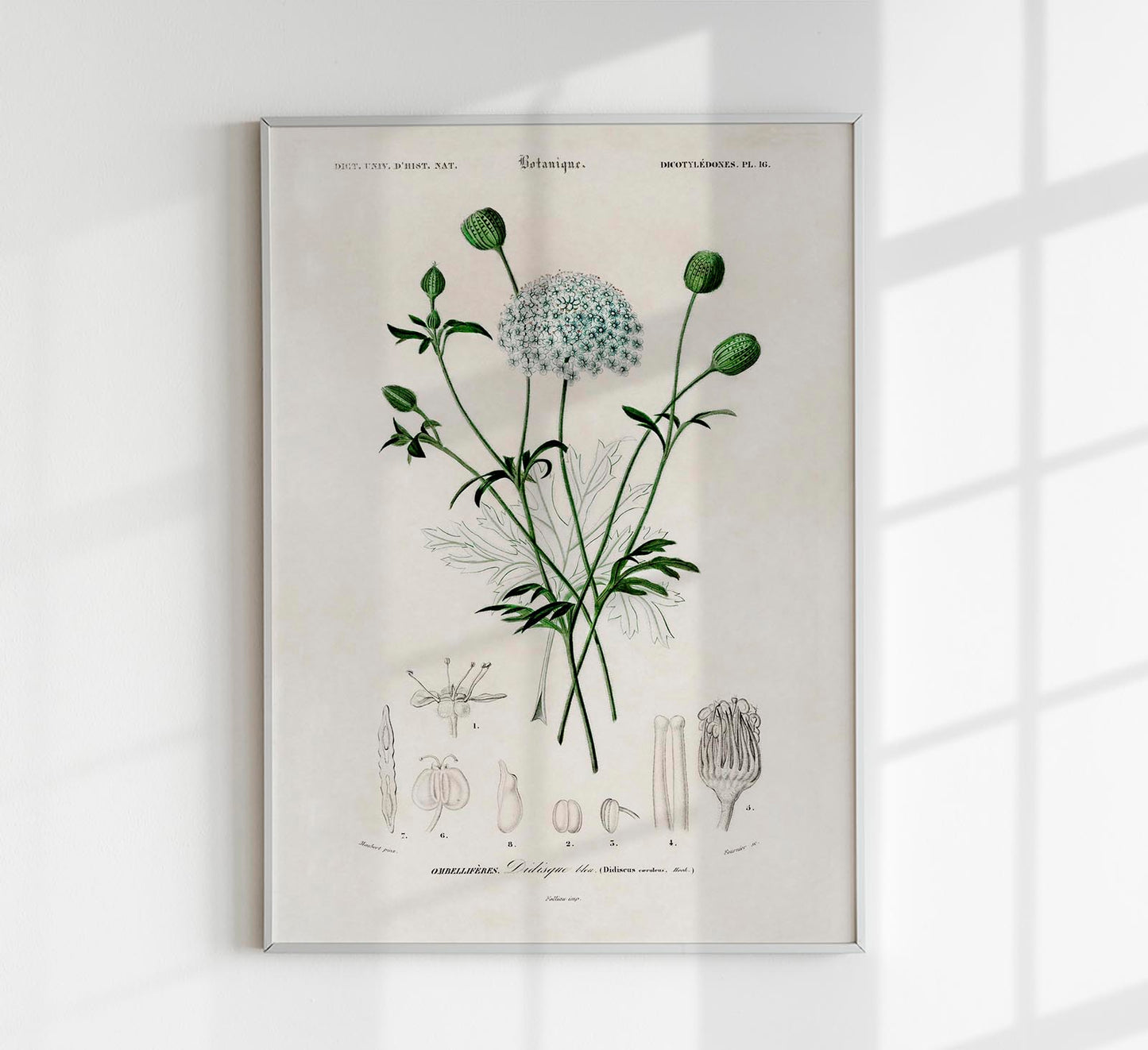 Didiscus Plant Poster