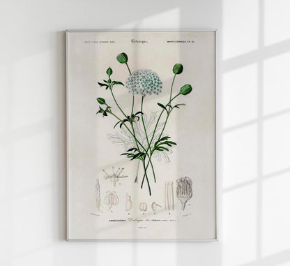 Didiscus Plant Poster