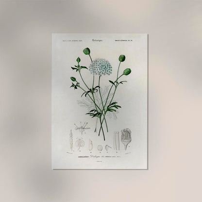 Didiscus Plant Poster