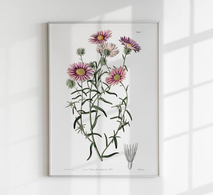 Vintage Hoary Flower Poster