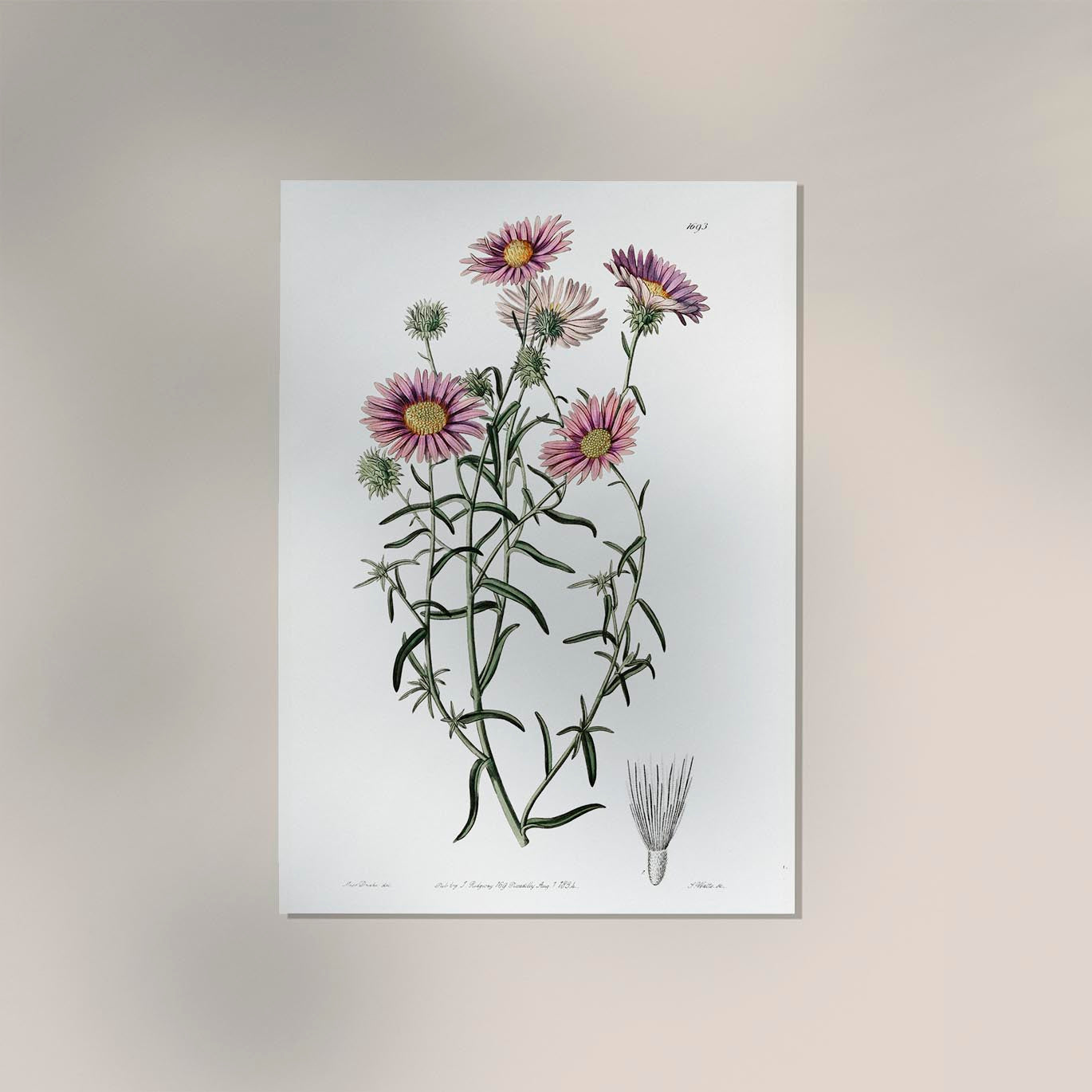 Vintage Hoary Flower Poster