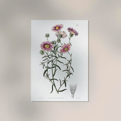 Vintage Hoary Flower Poster