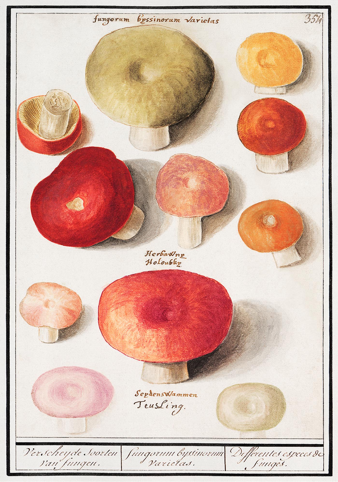 Mushroom and Funghi Chart