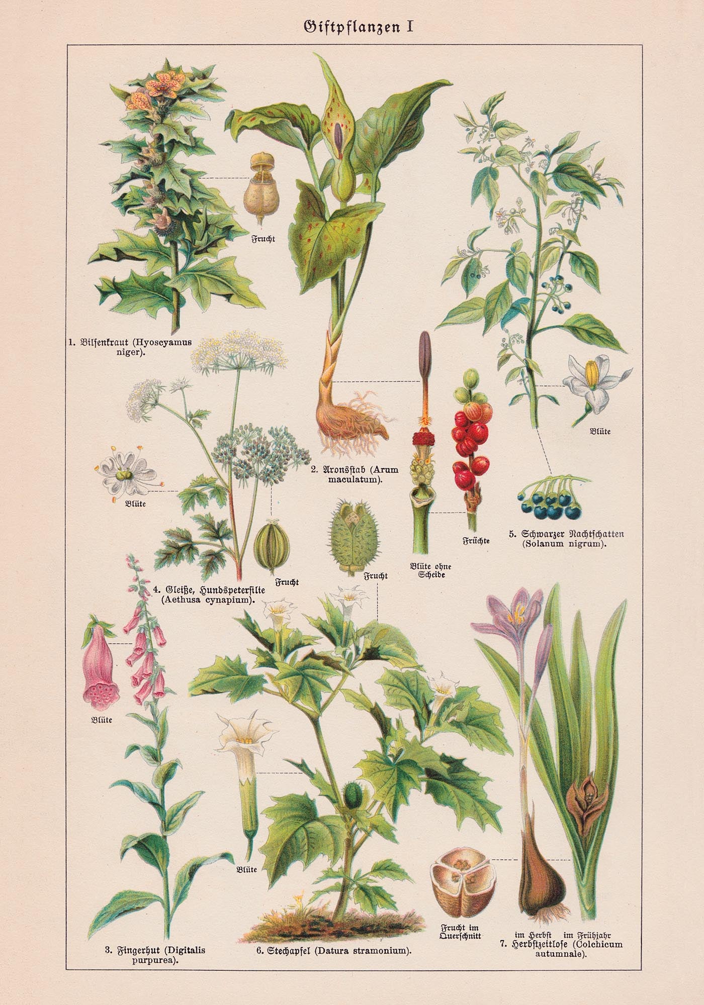 Poisonous and Toxic Plants I (Giftpflanze)