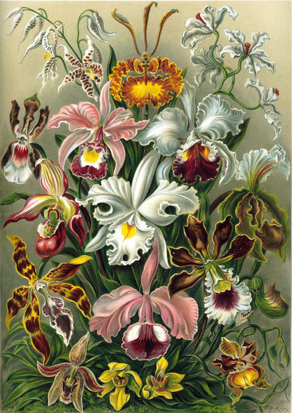 Orchideae Lilly Flowers by Ernst Haeckel Poster