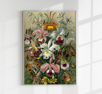 Orchideae Lilly Flowers by Ernst Haeckel Poster