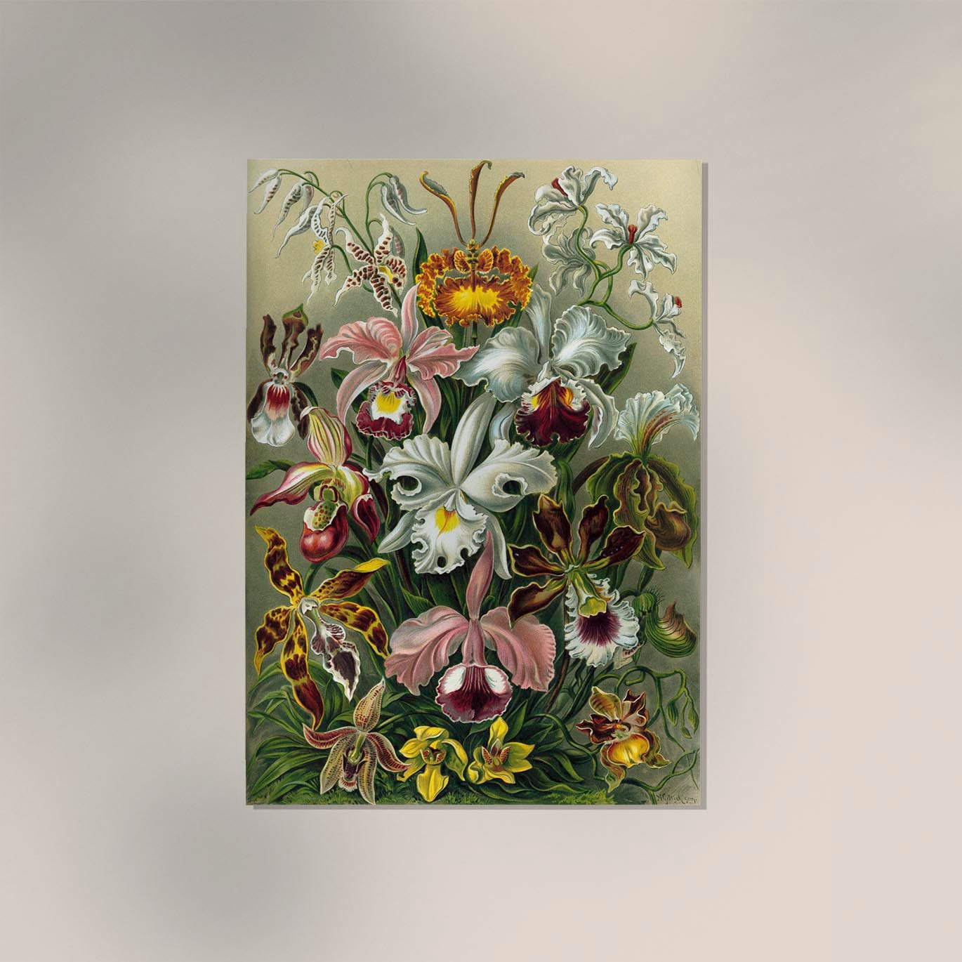 Orchideae Lilly Flowers by Ernst Haeckel Poster