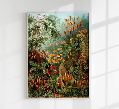 Mushroom Forest Botanical by Ernst Haeckel Poster