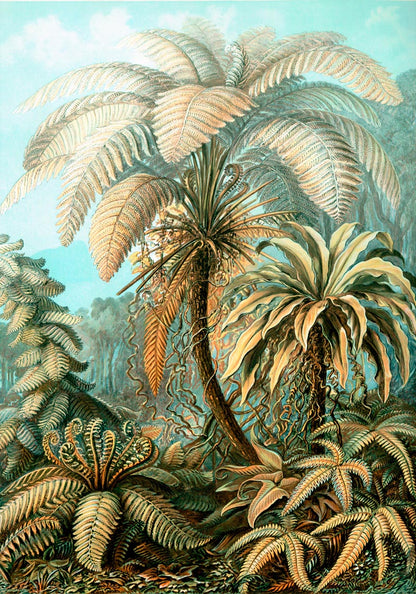 Palm Tree by Ernst Haeckel Poster