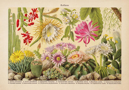 Kakteen Landscape Cactus Poster