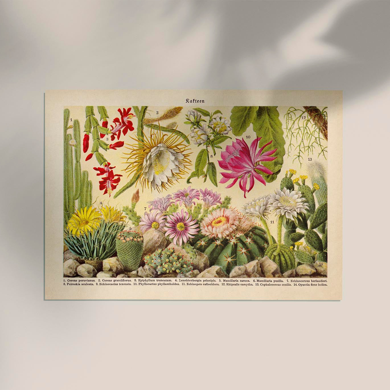 Kakteen Landscape Cactus Poster