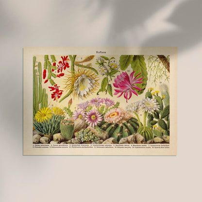 Kakteen Landscape Cactus Poster