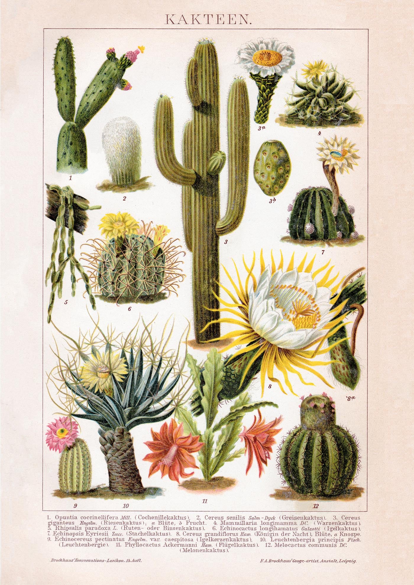 Cactus Collage Brockhaus