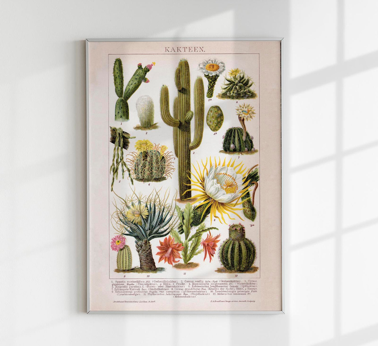 Cactus Collage Brockhaus