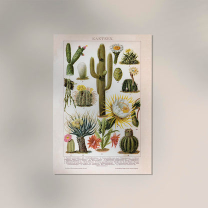 Cactus Collage Brockhaus