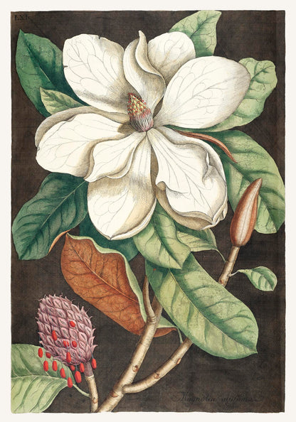 Laurel Tree and Magnolia Altissima Poster