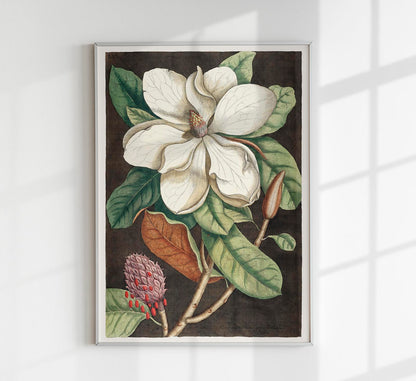 Laurel Tree and Magnolia Altissima Poster