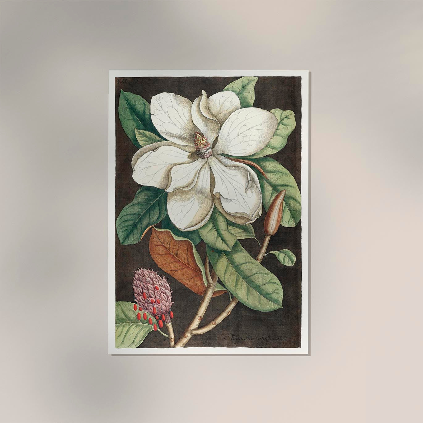 Laurel Tree and Magnolia Altissima Poster