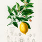 Vintage Lemon Fruit Poster