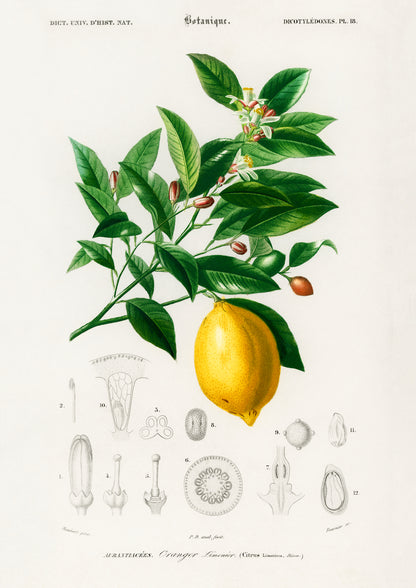 Vintage Lemon Fruit Poster