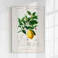 Vintage Lemon Fruit Poster