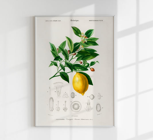 Vintage Lemon Fruit Poster