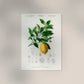 Vintage Lemon Fruit Poster