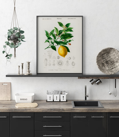 Vintage Lemon Fruit Poster