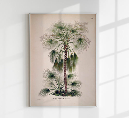 Livistona Humilis Tree Vintage Poster