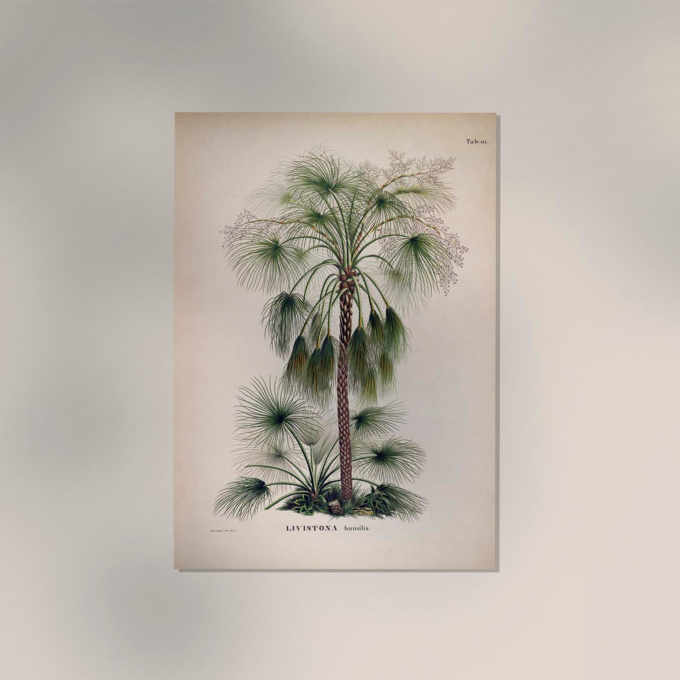 Livistona Humilis Tree Vintage Poster