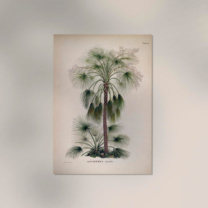 Livistona Humilis Tree Vintage Poster