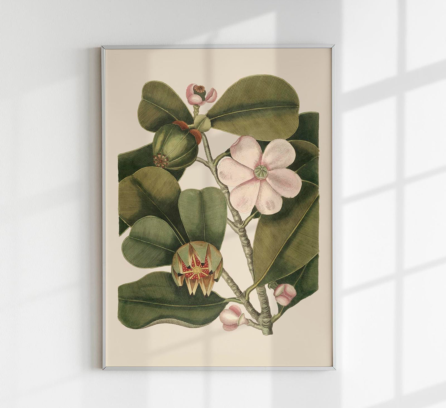 Balsam Tree Flower Poster