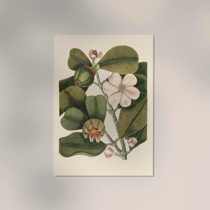 Balsam Tree Flower Poster