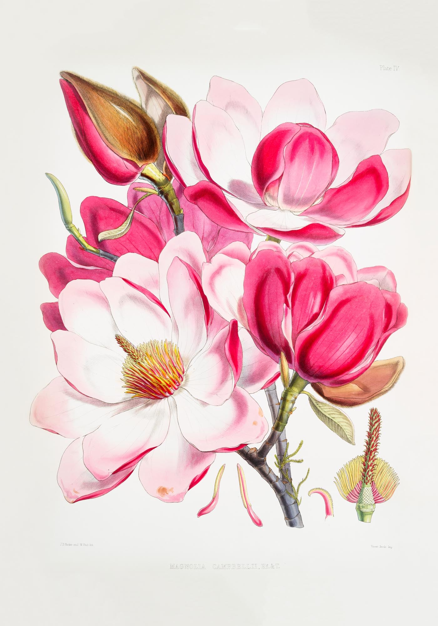 Pink Magnolia Flower Poster