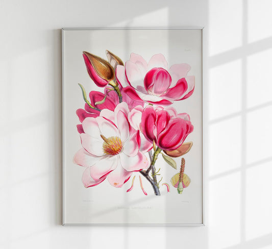 Pink Magnolia Flower Poster