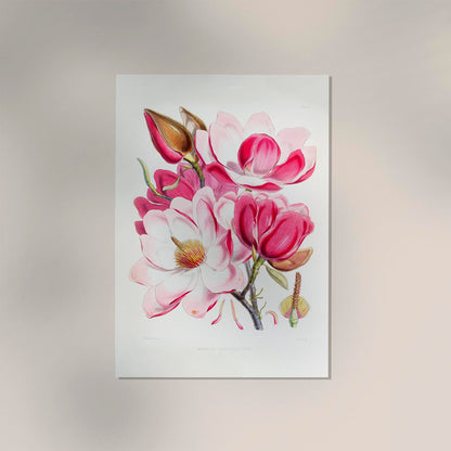 Pink Magnolia Flower Poster