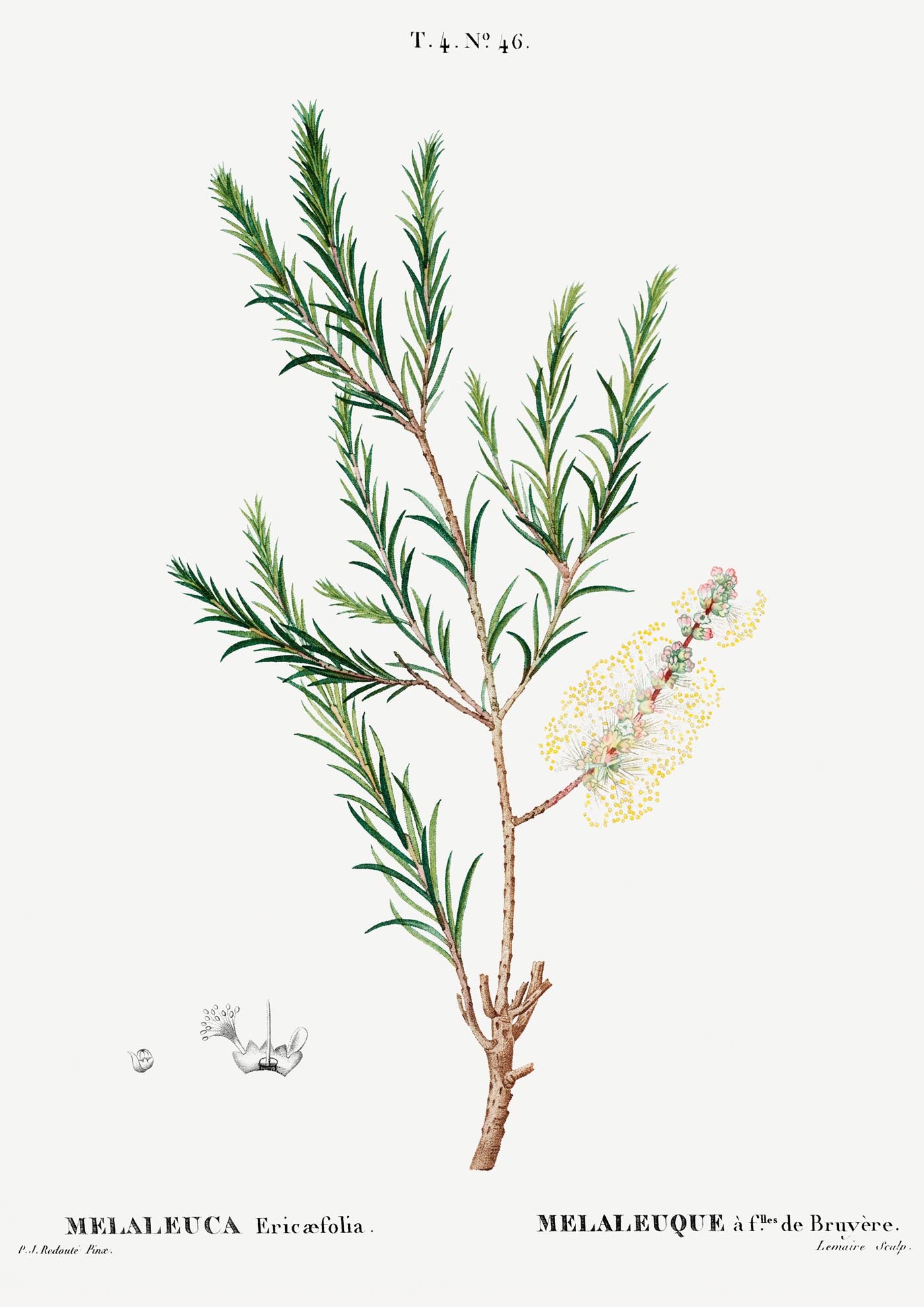 Melaleuca Aromatic Plant Poster