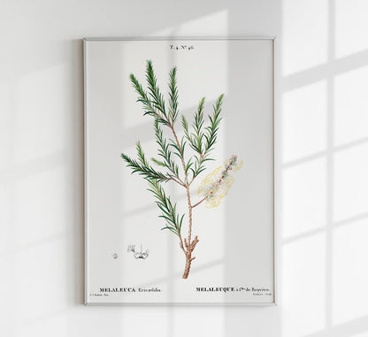 Melaleuca Aromatic Plant Poster