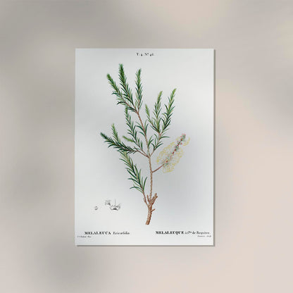 Melaleuca Aromatic Plant Poster