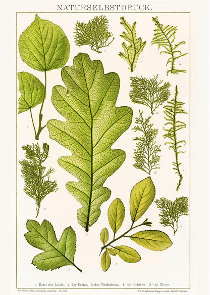 Plant Leaves Collage Poster