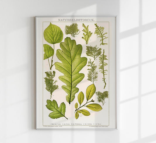 Plant Leaves Collage Poster